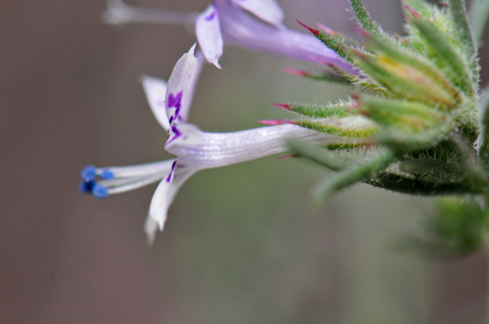 Ipomopsis multiflora, Manyflowered Ipomopsis Gilia